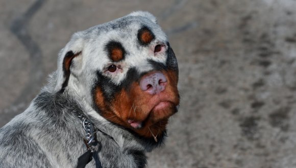 Câinii cu cea mai interesantă blană din lume. Nu sunt uşor de uitat – Galerie Foto