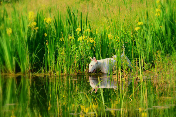 Cel mai simpatic bull terrier din toată lumea: iubește să pozeze printre flori (Galerie foto)