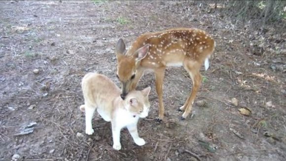 Între un pui de căprioară adoptat și motanul vecinilor s-a legat o prietenie adorabilă – VIDEO