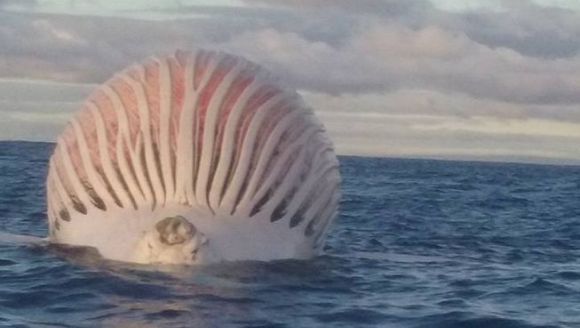 Un balon roz şi urât mirositor plutea în apele Oceanului Indian. Despre ce creatură este vorba