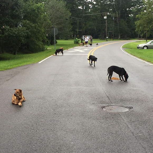 Imagini emoționante, după ploile de proporții din Louisiana. Oamenii refuză să își părăsească animalele (Galerie Foto)