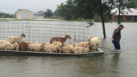 Imagini emoționante, după ploile de proporții din Louisiana. Oamenii refuză să își părăsească animalele – Galerie Foto