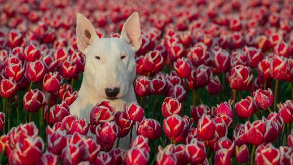 Cel mai simpatic bull terrier din toată lumea: iubește să pozeze printre flori – Galerie foto