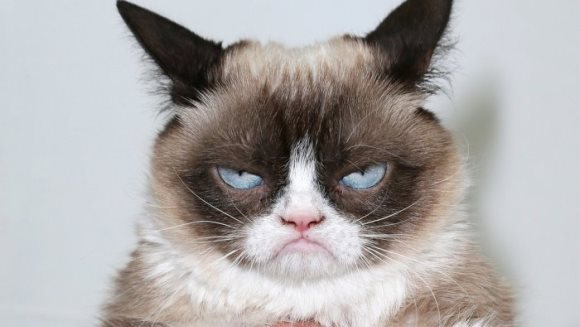 Cum arată fotografia cu Grumpy Cat care valorează 700.000 de euro