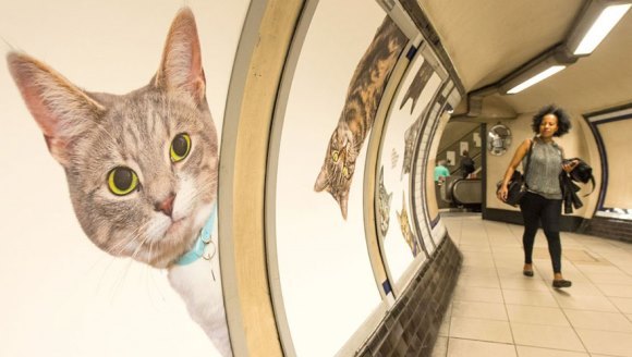 Într-o staţie de metrou din Londra, reclamele au fost înlocuite cu poze cu… pisici – Galerie foto