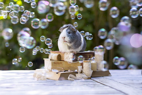 Faceţi cunoştinţă cu Mieps, cel mai fotogenic porcuşor guinea din toate timpurile