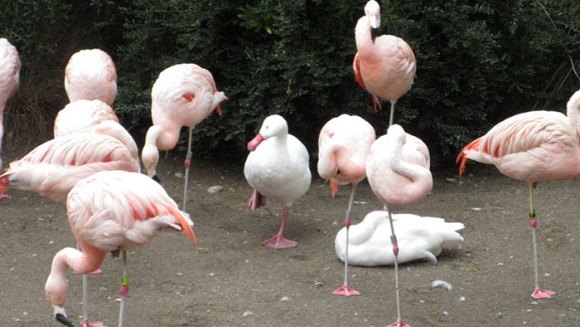 Despre imitaţie şi alte aspiraţii: raţe care se cred păsări flamingo – Galerie Foto