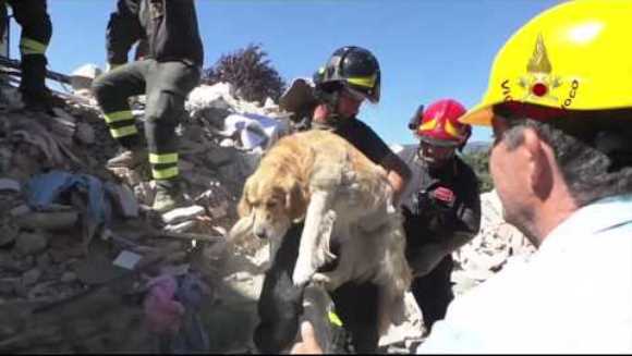 Un câine a fost scos în viaţă de sub dărâmături, la 10 zile după cutremurul din Amatrice