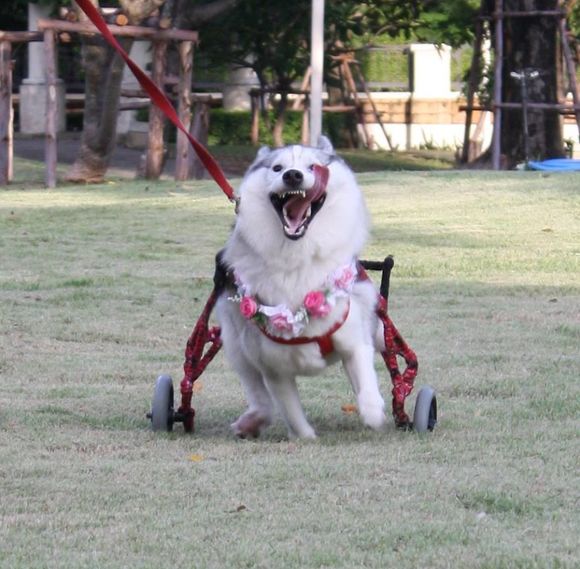 Salvare fără speranţă pentru un husky născut fără lăbuţe. Acum este cel mai fericit câine din lume (Galerie foto)