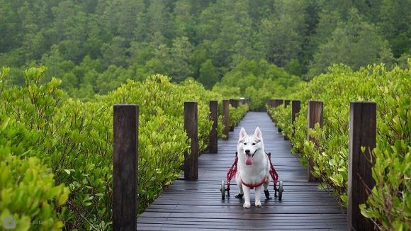 Salvare fără speranţă pentru un husky născut fără lăbuţe. Acum este cel mai fericit câine din lume – Galerie Foto