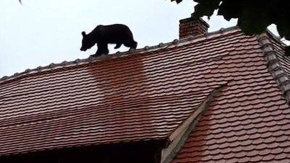 Ursul din Sibiu ar fi fost un pui de urs. El a fost ucis din cauza lipsei protocoalelor în astfel de situaţii/ “Era un urs brun. Aceste animale sunt protejate prin Convenţia de la Berna”