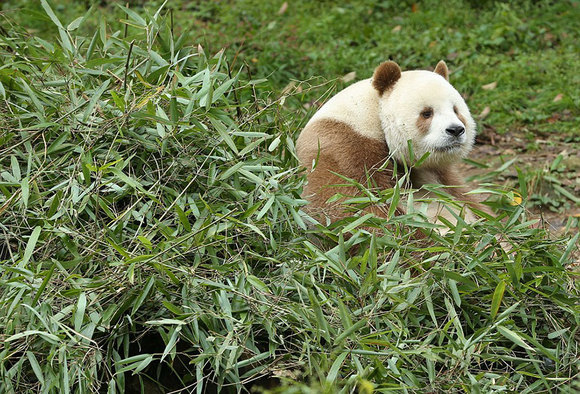 Singurul panda maroniu din lume abandonat şi-a găsit, în sfârşit, fericirea (Galerie Foto)