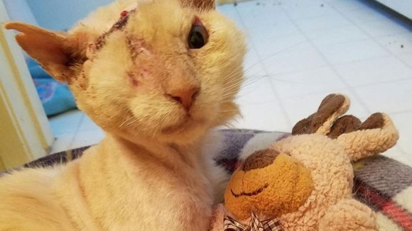 Au turnat acid pe faţa pisicuţei, veterinarul a vrut să o omoare, iar ea încă mai are încredere în oameni. Incredibila poveste a lui Tommy – Galerie Foto