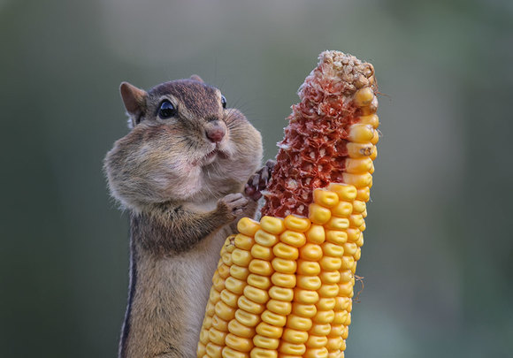 Cele mai amuzante fotografii cu animale. Finaliştii Comedy Wildlife Photography Awards 2016 (Galerie Foto)