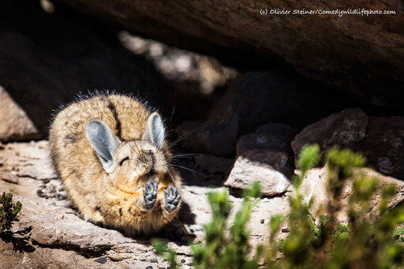 Cele mai amuzante fotografii de la Premiile Comedy Wildlife 2016 (Galerie foto)