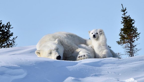 Cele mai amuzante fotografii cu animale din 2016. Finaliştii Comedy Wildlife Photography Awards 2016 – Galerie Foto