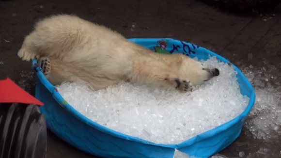 Clipul săptămânii: un pui de urs polar face baie într-o piscină plină cu gheaţa – VIDEO