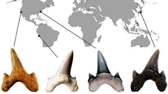 O nouă specie de rechin preistoric uriaş a fost descoperită. Era ca o adevărată ”maşinărie de ucis”