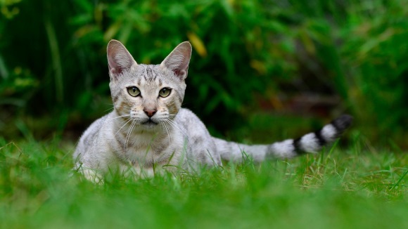 Pisicile domestice – vinovate de dispariţia mai multor specii de animale