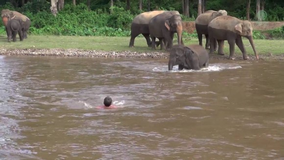 De necrezut – un elefant a salvat un om de la înec – VIDEO