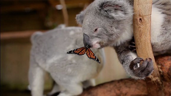 Era o zi normală la zoo – până ce un fluturaş a început să danseze pe faţa unui ursuleţ koala – VIDEO