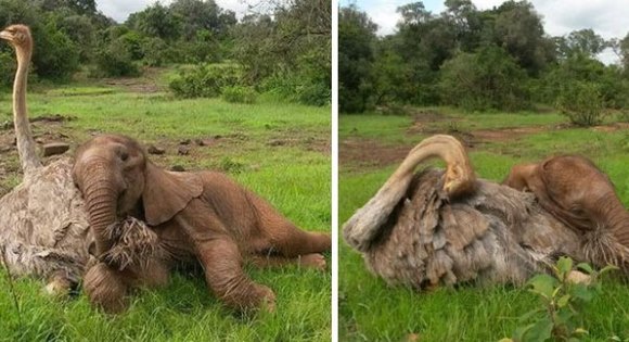 Un struţ se comportă cu puişor de elefant orfan ca şi cu puiul lui. Imaginile care fac înconjurul lumii – Galerie Foto