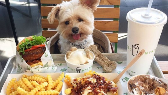 Un câine înfometat, fără stăpân, a fost adoptat şi acum este dus zilnic la restaurant. Galerie foto încântătoare