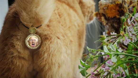 Cat Ass Trophy: Medalioane cu faţa lui Trump pentru partea dorsală a pisicilor – Galerie Foto şi VIDEO