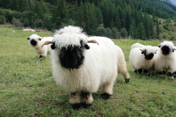 Blacknose Valais, cele mai ciudate oi din lume: superbe sau înfricoşătoare? (Galerie Foto)