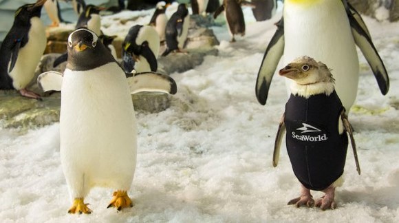 Un pinguin fără pene de la un parc acvatic a cucerit publicul cu un costum special, de iarnă – VIDEO