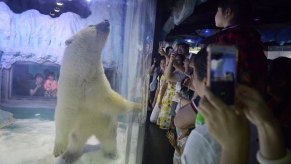 Cel mai trist urs polar din lume, mutat din mall-ul din China în care era ţinut. Va putea “să simtă soarele pe blana lui”