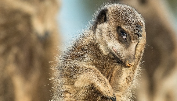 Fotografii amuzante cu animale care ne vor face să exclamăm: „seamănă cu mine când…!”