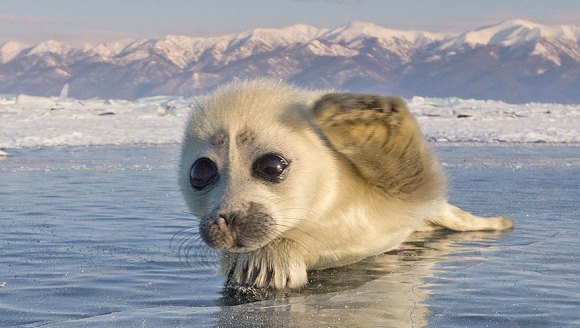 Impresionant: un fotograf a încercat timp de 3 ani să captureze foci polare, până când a apărut acest pui… – Galerie Foto