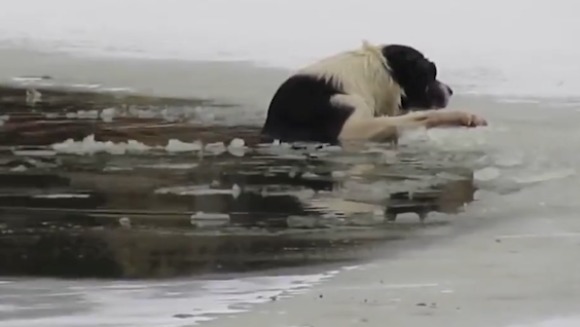 Un bărbat şi-a riscat viaţa pentru a salva un câine care a căzut în apa îngheţată a unui lac –  VIDEO