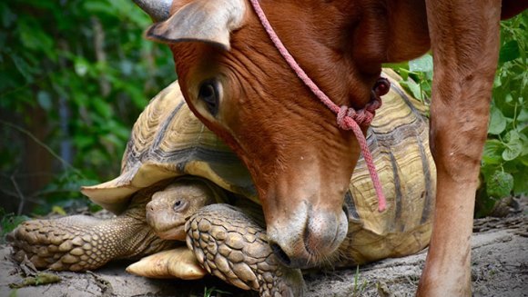 Prietenie neaşteptată între o văcuţă fără un picior şi o broască ţestoasă gigant – Galerie Foto