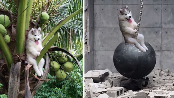 Un husky a rămas blocat într-un cocotier, iar internauţii au răspuns cum nu se putea mai amuzant – Galerie Foto