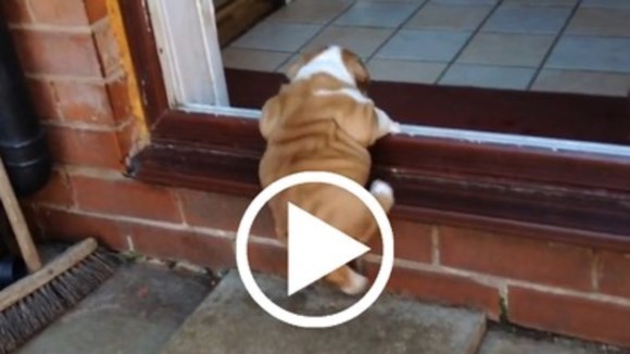 Puiul de bulldog refuză să se dea bătut – VIDEO