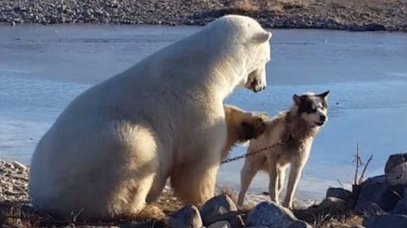 Lupta pentru supravieţuire continuă. Ursul polar devenit vedetă pentru că a mângâiat un câine, a mâncat la doar câteva ore un întreg husky