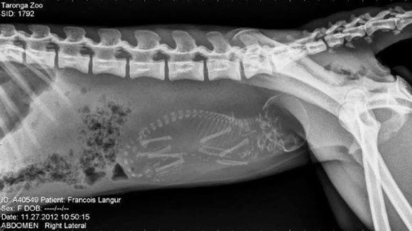 Imagini incredibile cu animale gestante… la raze X – Înfricoşătoare sau drăguţe?