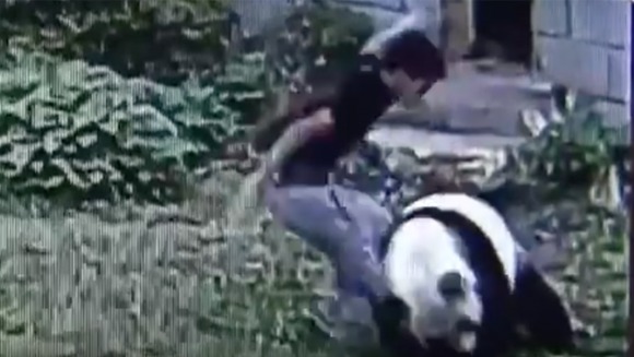 Kung Fu Panda e real: Un panda s-a luat la trântă cu un intrus de la zoo – VIDEO