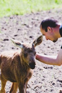 I-a salvat viaţa unui pui de elan, şi-a petrecut nopţile la capătul lui, iar acum elanul îl răsplăteşte. Povestea emoţionantă (Galerie Foto)