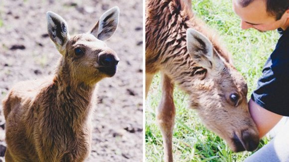 I-a salvat viaţa unui pui de elan, şi-a petrecut nopţile la capătul lui, iar acum animalul îl răsplăteşte. Povestea emoţionantă (Galerie Foto)