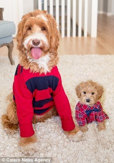 Alertă: Supradoză de drăgălăşenie! Reagan Labradooodle-ul şi nepotul stăpânului său adoptă adesea acelaşi outfit (Galerie Foto)