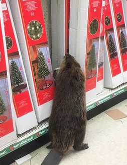 Şi animalele se pregătesc de Crăciun. Cum a fost surprins un castor într-un supermarket (Galerie Foto)