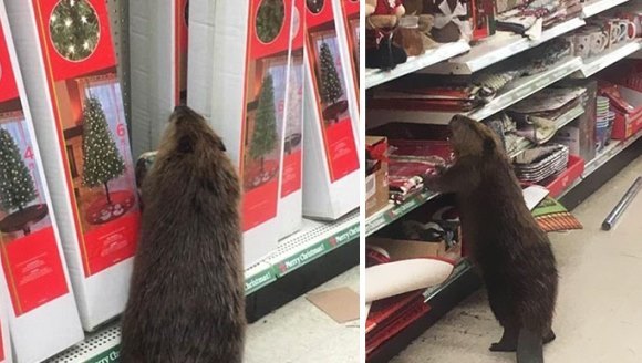 Şi animalele se pregătesc de Crăciun. Cum a fost surprins un castor într-un supermarket – Galerie Foto