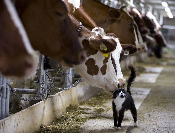 Cele mai puternice fotografii ale anului 2016, conform Reuters (Galerie Foto)