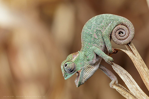 Cele mai drăgălaşe imagini cu pui de cameleon. Te vei îndrăgosti de aceste reptile (Galerie Foto)