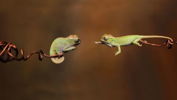 Cele mai drăgălaşe imagini cu pui de cameleon. Te vei îndrăgosti de aceste reptile – Galerie Foto