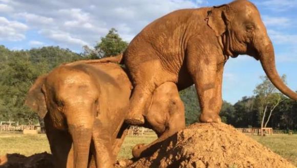 Un elefant se răzbună pe prietenul lui dându-i vânturi în cap – VIDEO