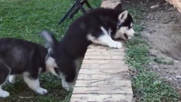 Un căţeluş din rasa husky îşi ajută frăţiorul să urce un zid – VIDEO haios